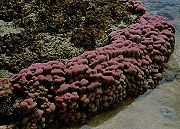 ปะการังโขดหิน